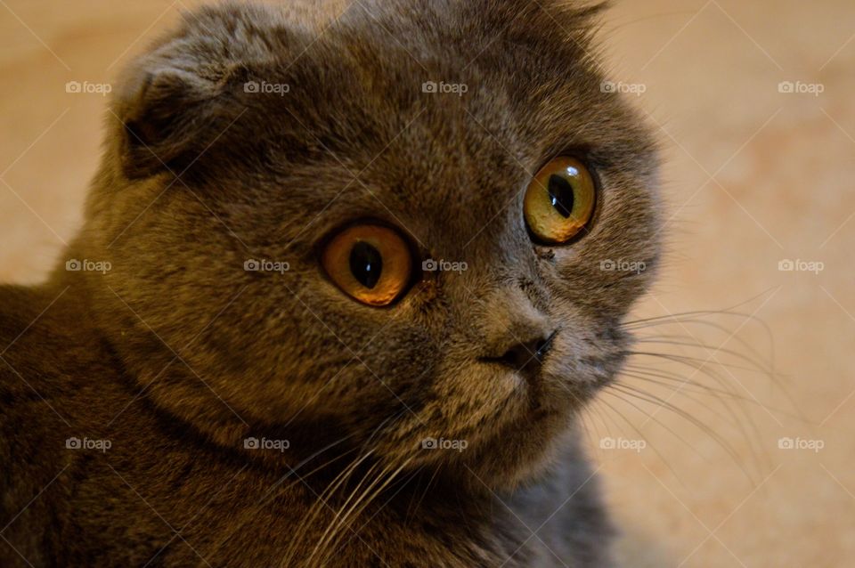 Close-up of a cat