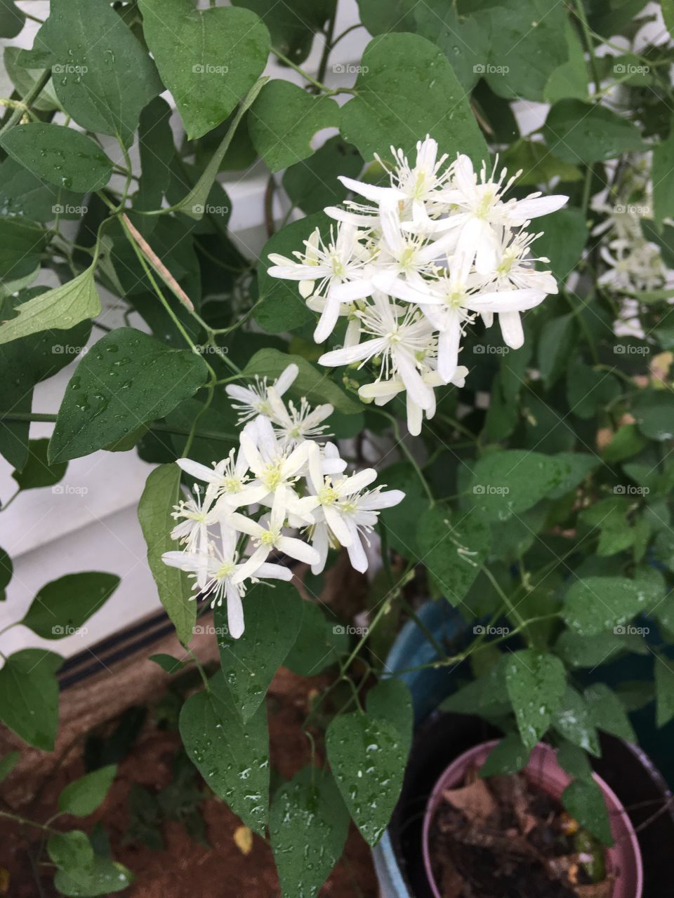 Moved these clematis the beginning of spring now they’re finally blooming again!