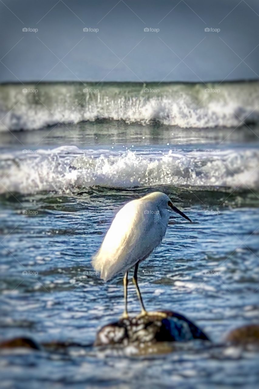 Stunning White Bird In the Waves