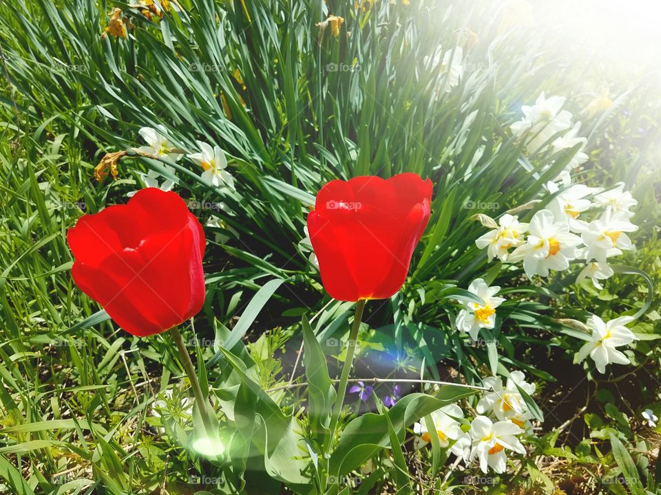 Loving the Spring Flowers in our Yard
