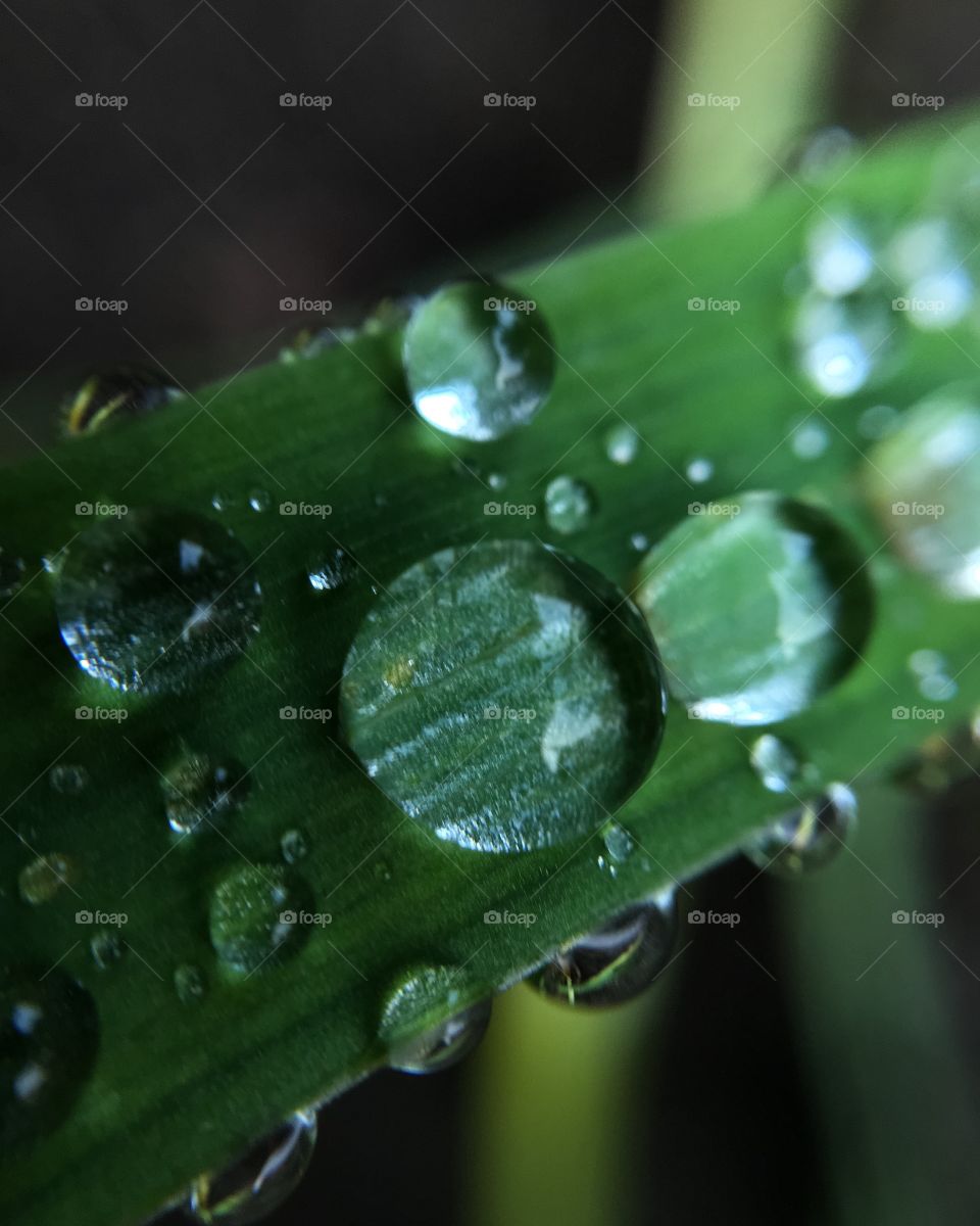 Rain, Drop, Dew, Droplet, Wet