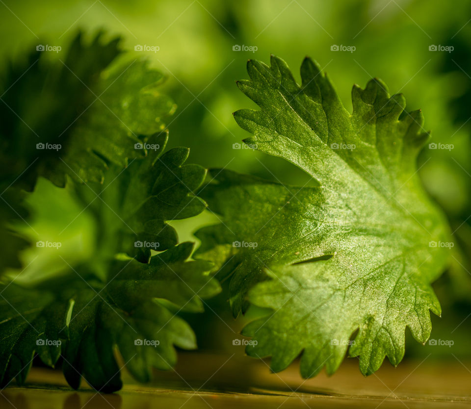 Cilantro with the macro lens 