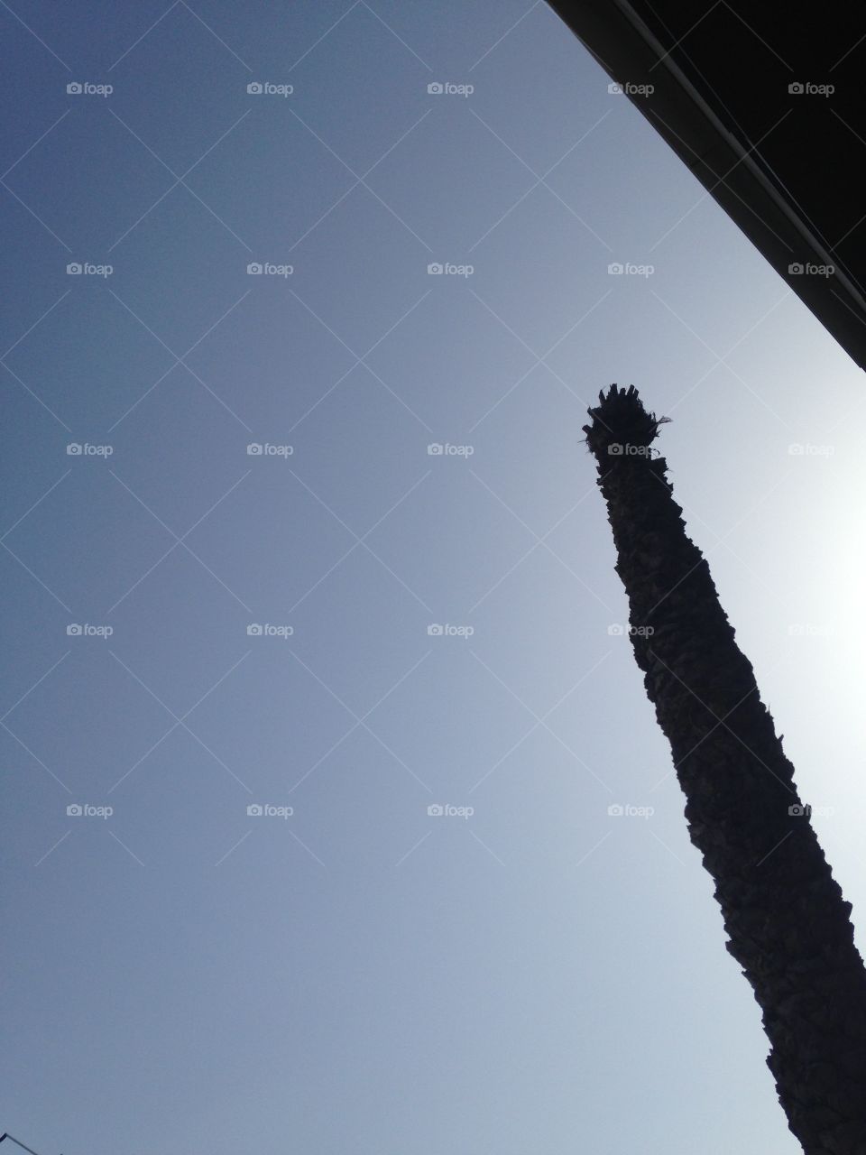 Cut head tree nature over little sun and sky and building 