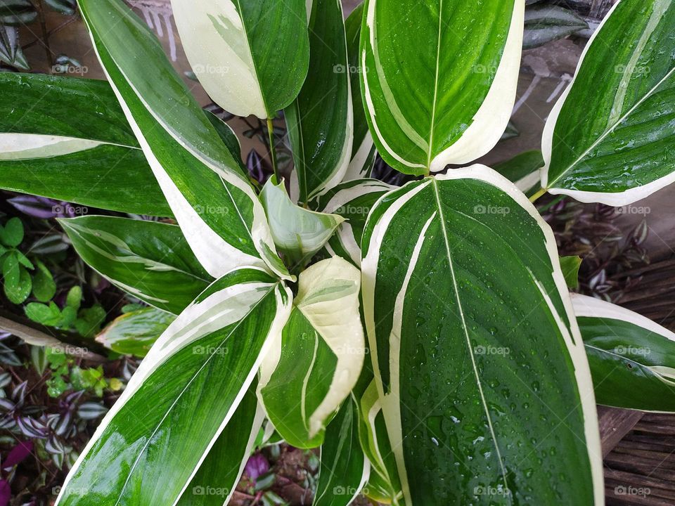 green leaf with white shades so beautiful so nice