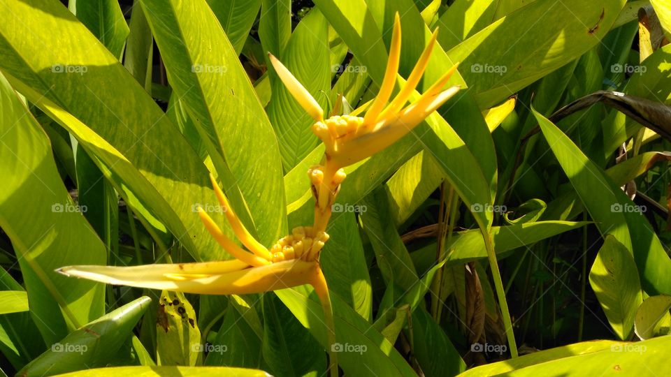 what's the name of this flower? 🤔