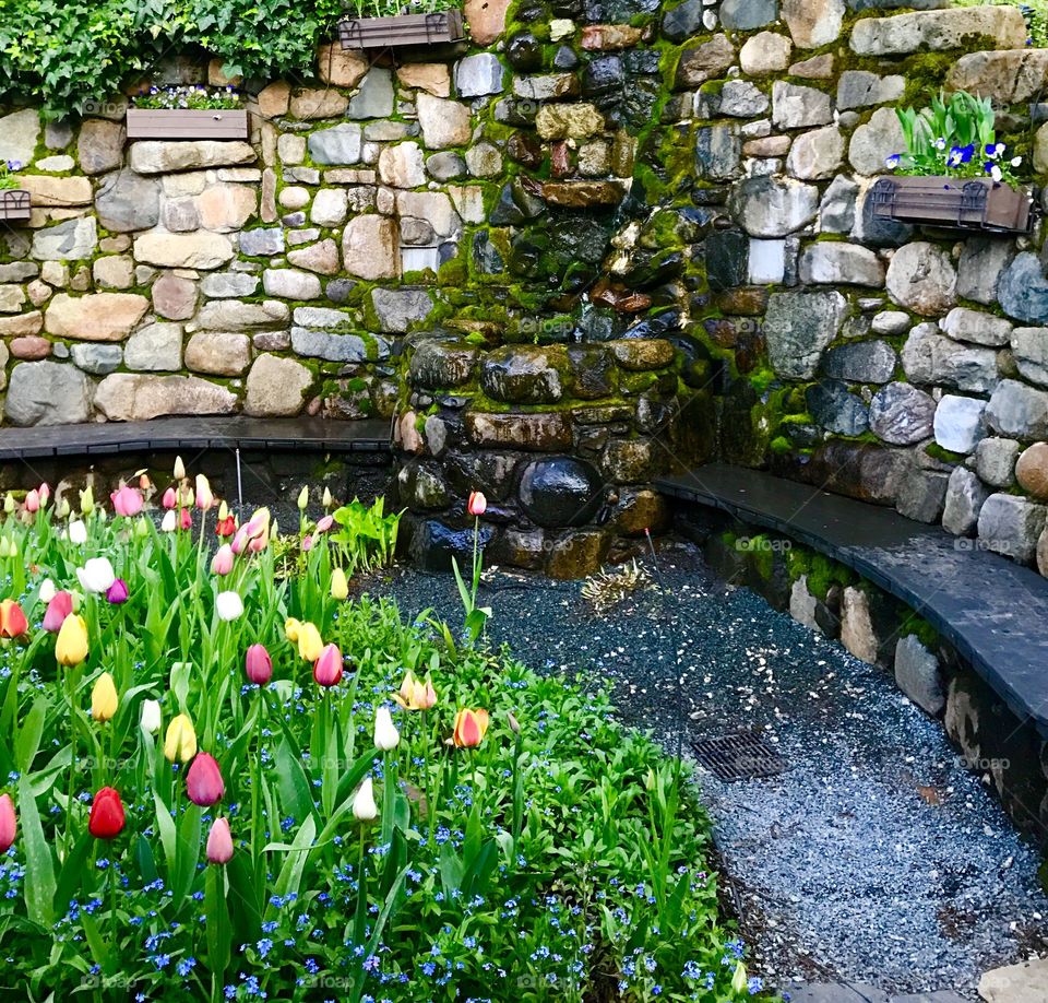 Tulips and waterfall