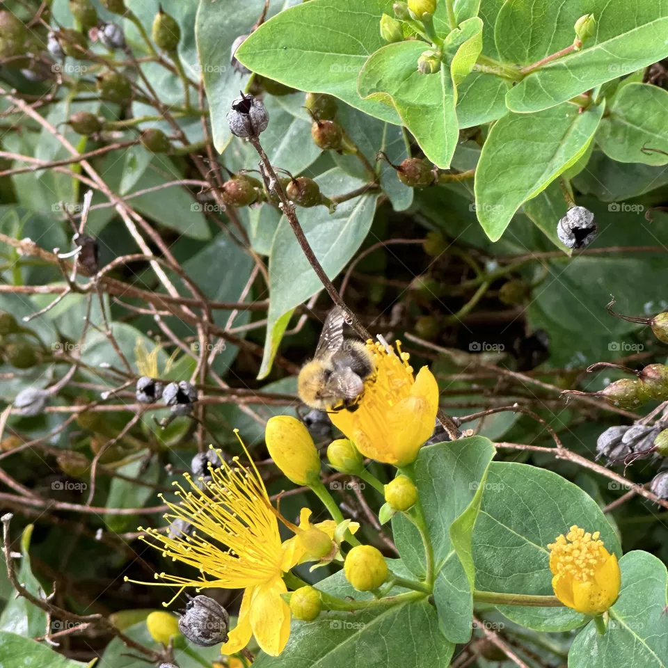 Free bee