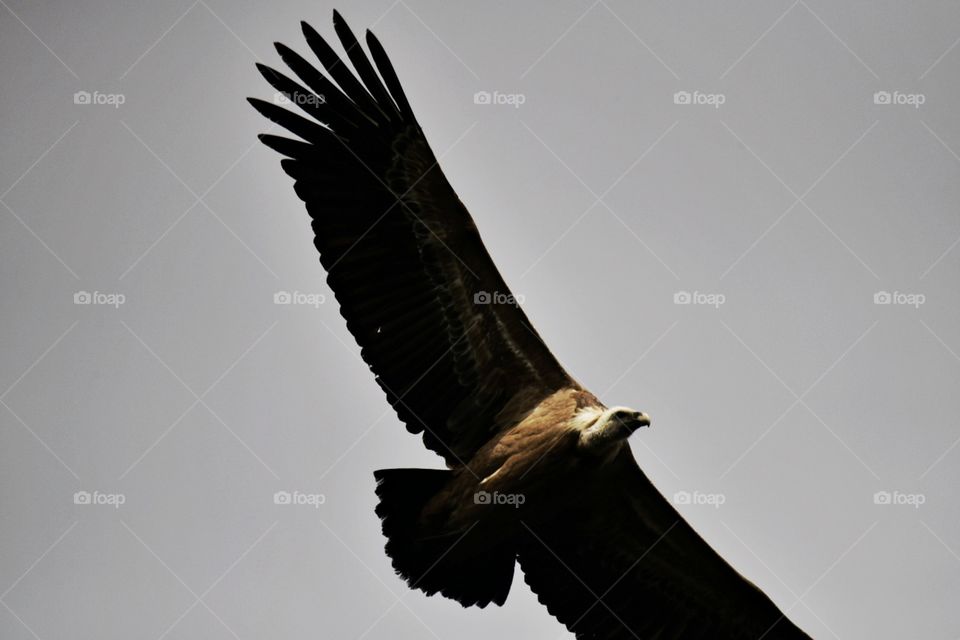 Buitre leonado 
Griffon Vulture