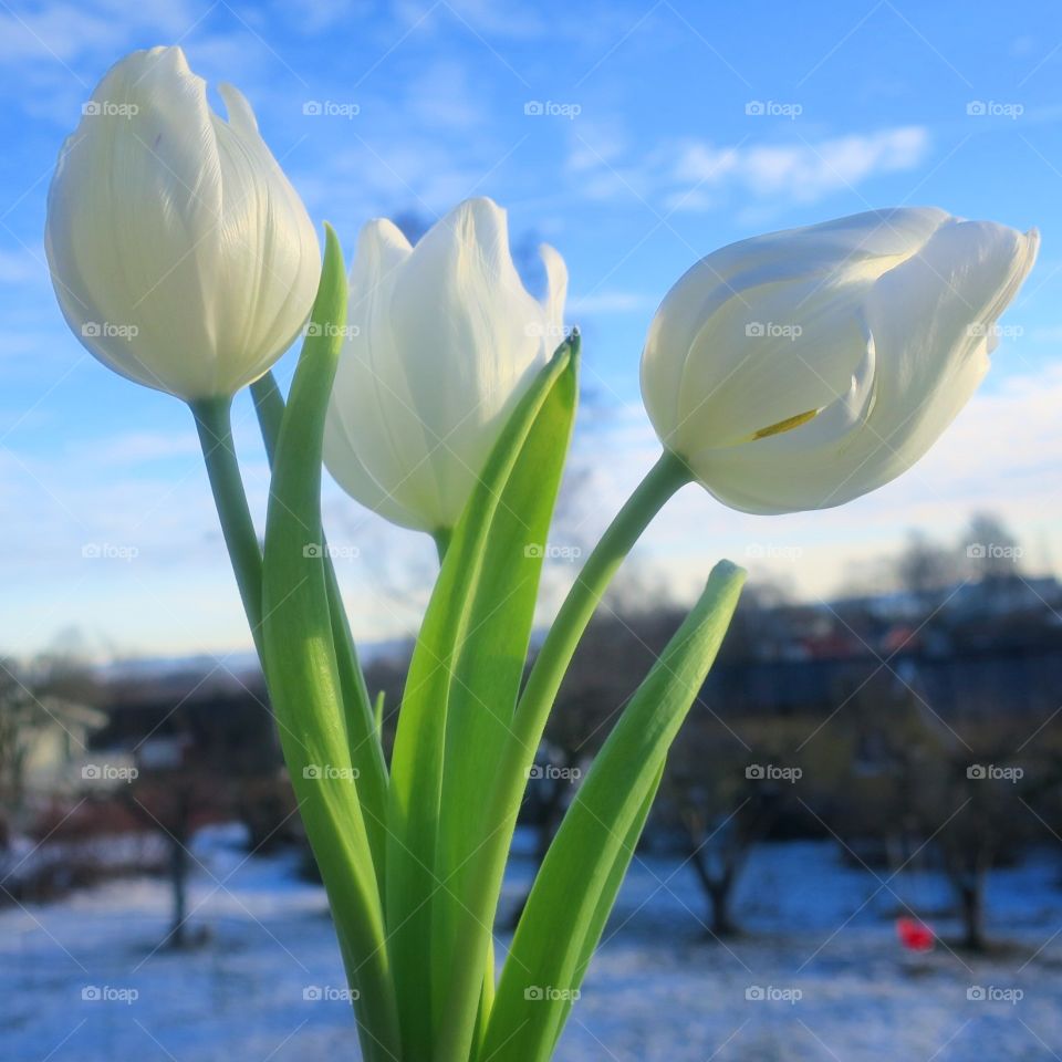 White tulips