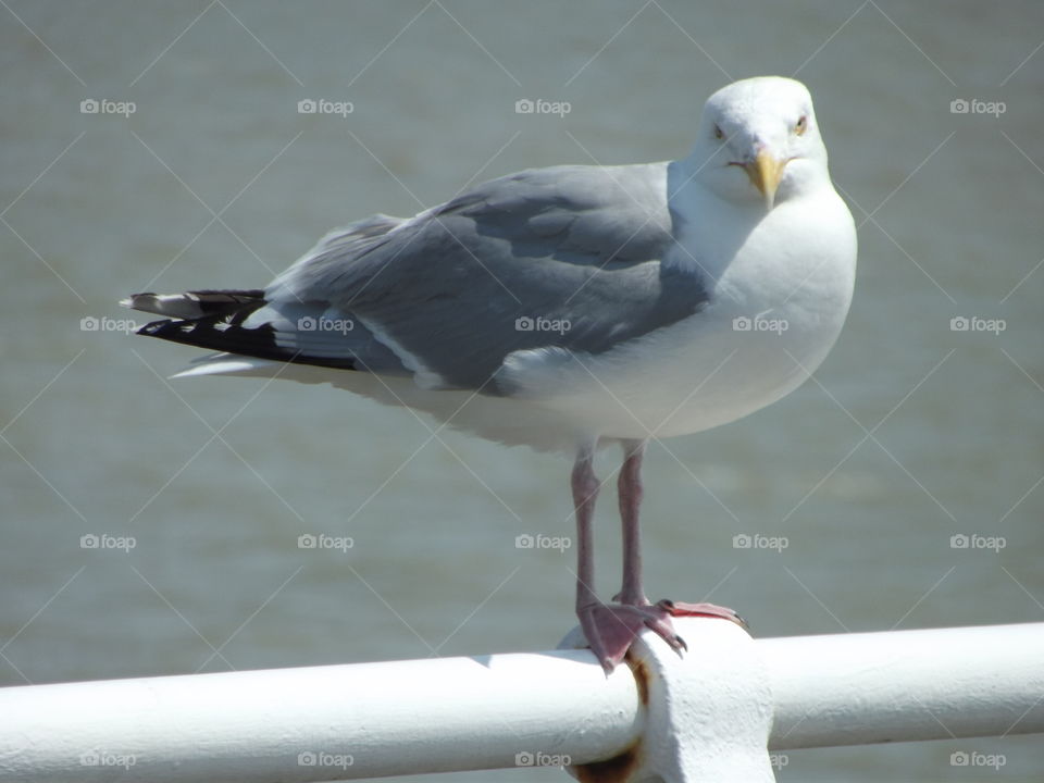 Posing Seagull