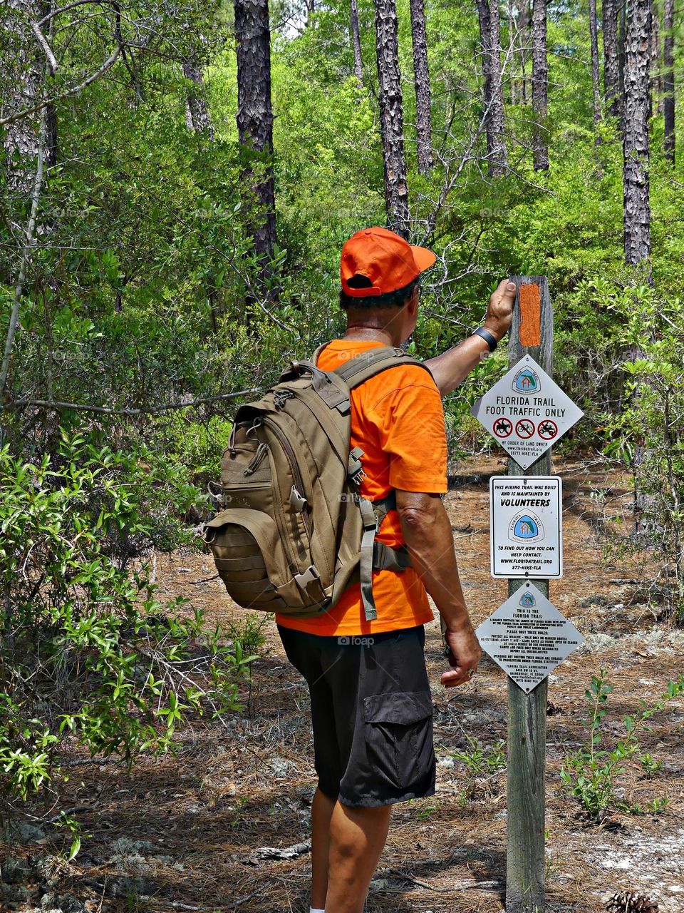 Backpacking through the Florida Trail - The trees were the towers of the forest. We looked up and the trees were skyscraper tall.. We were in awe of the size and majesty of the trees. The Beauty of the forest comforted our hearts.