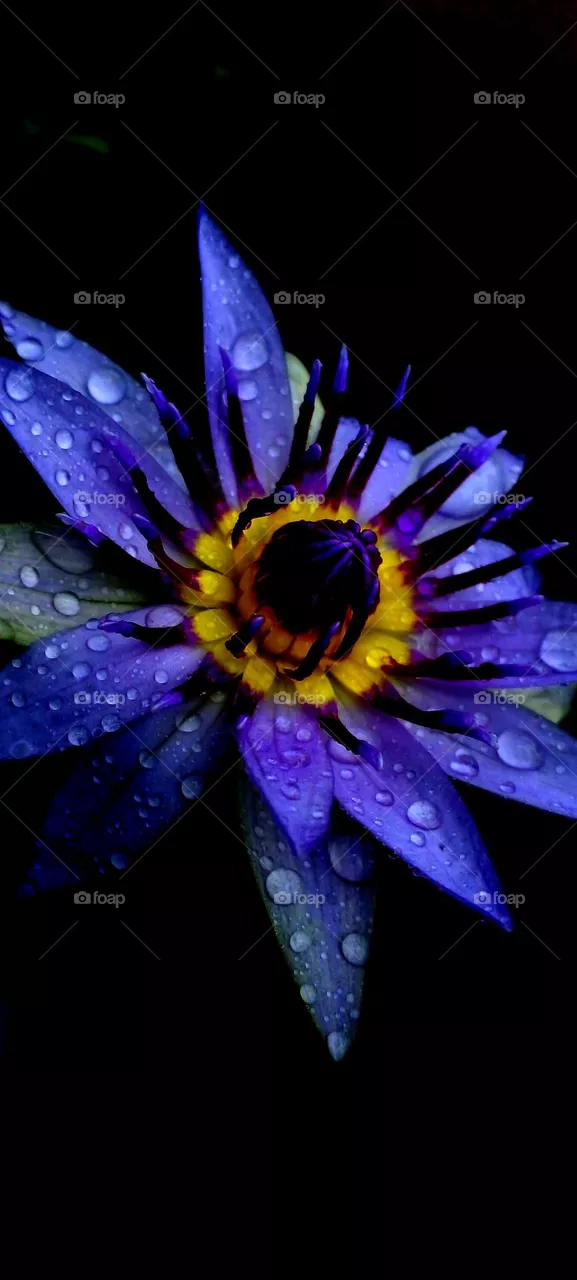 naturelove, blue love, beautiful picture, dark background