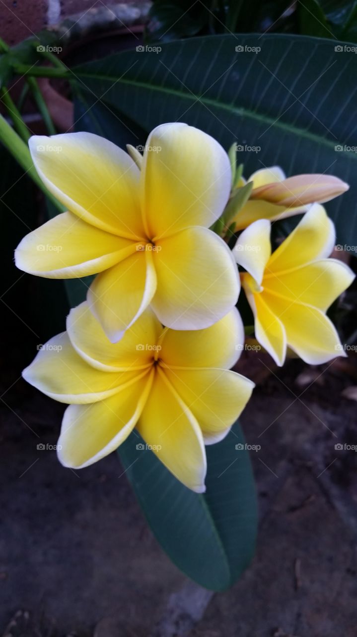 Plumeria Living Up to Its Name
