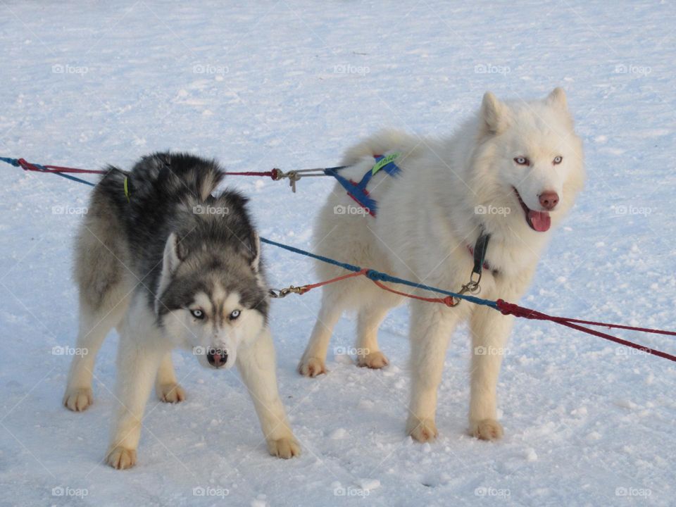 dog sled, winter fun dog sledding on the ice of a pond