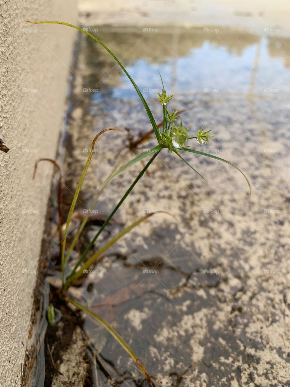 Fragile Small Plant That Cracked The Concrete Growing In An Almost Impossible Unexpected Place Found After The Rain Fall.