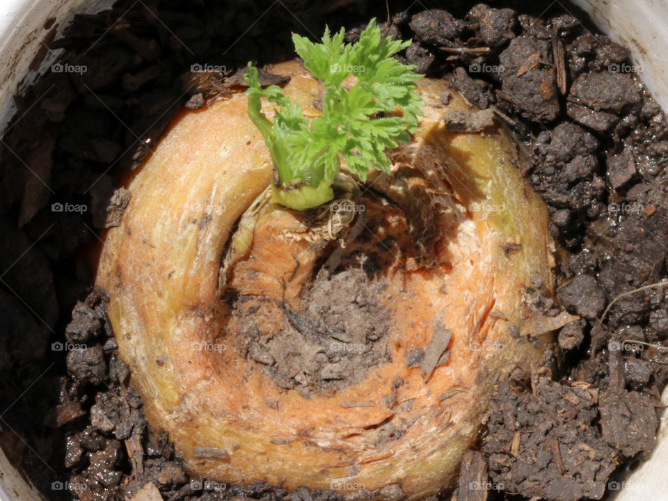 carrot germination