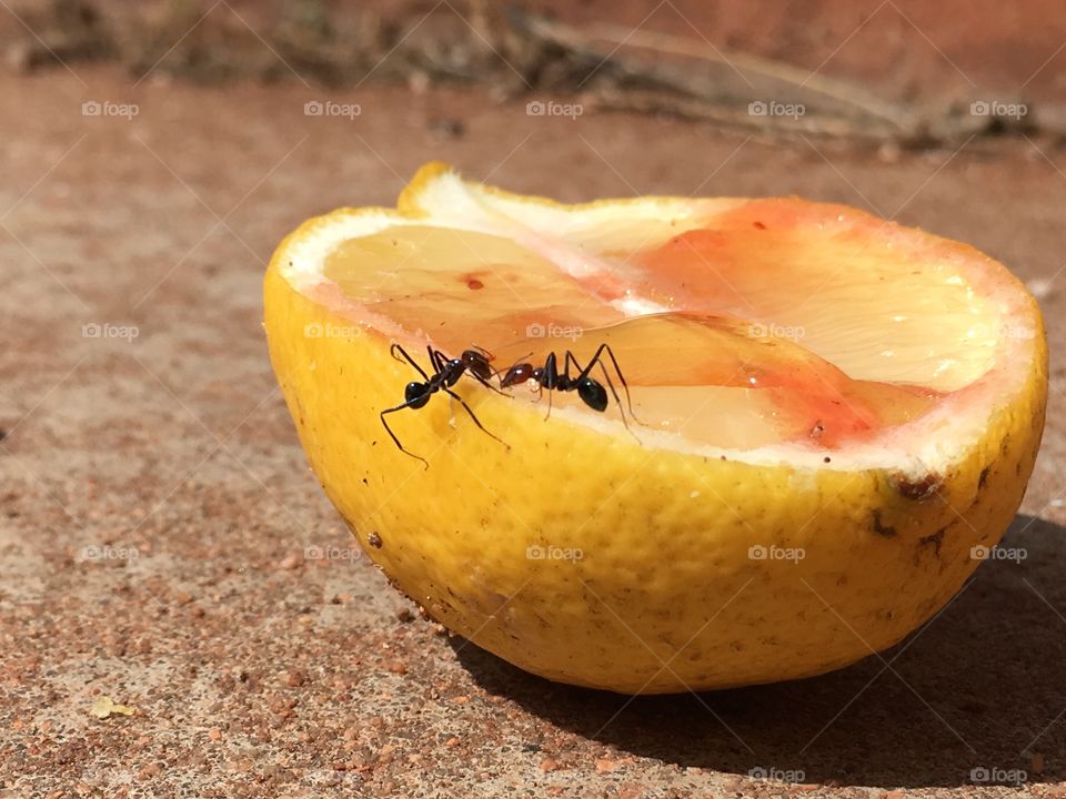 Ants feeding on half a lemon closeup