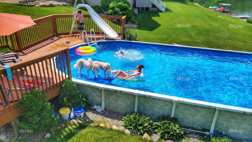 in the pool with the dogs