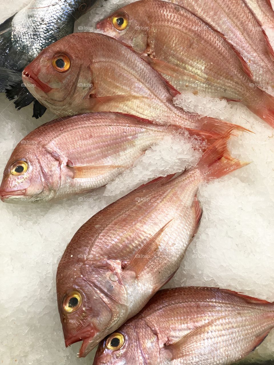 Atlantic seabreams on ice in a fish market