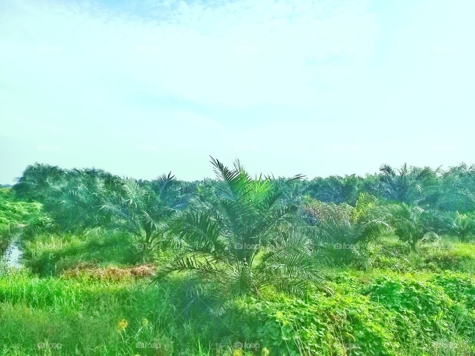 Environmentally friendly oil palm plantations while maintaining forest sustainabillity