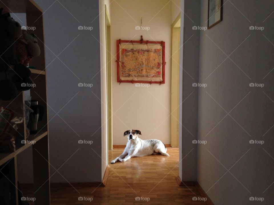 Dog, Room, Indoors, Furniture, Interior Design