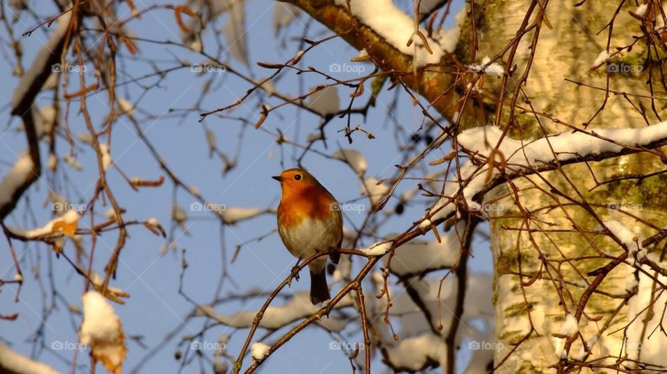 Robin in the wintertime! 