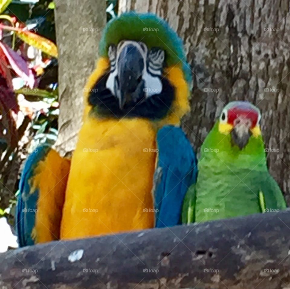 A Parrot and a Parakeet who are an unlikely pair of best friends on Mahogany Bay, Roatan, Honduras. 