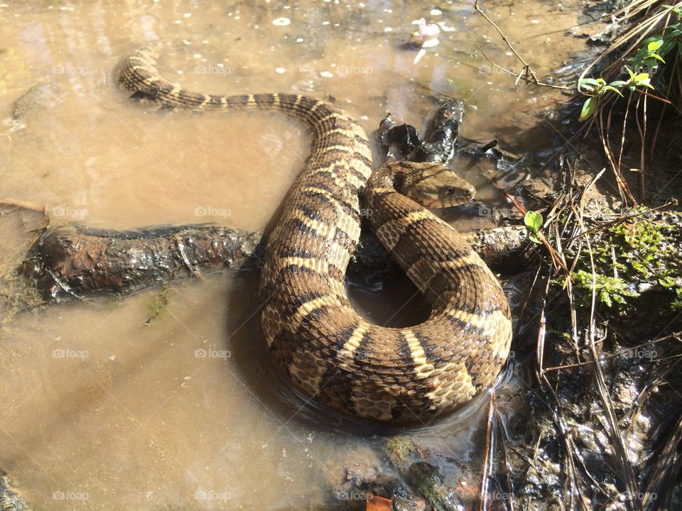 Northern Water Snake