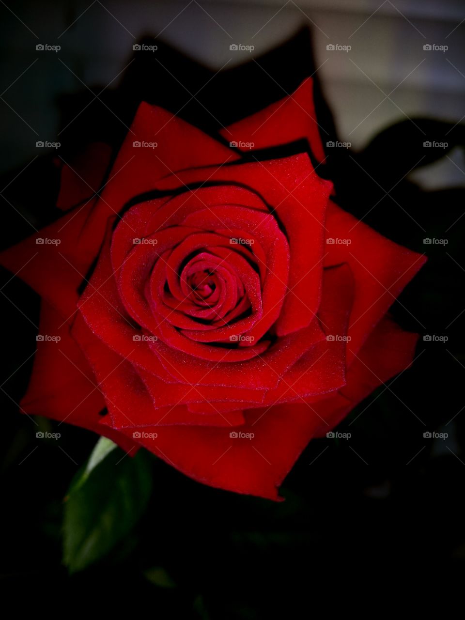 beautiful red rose