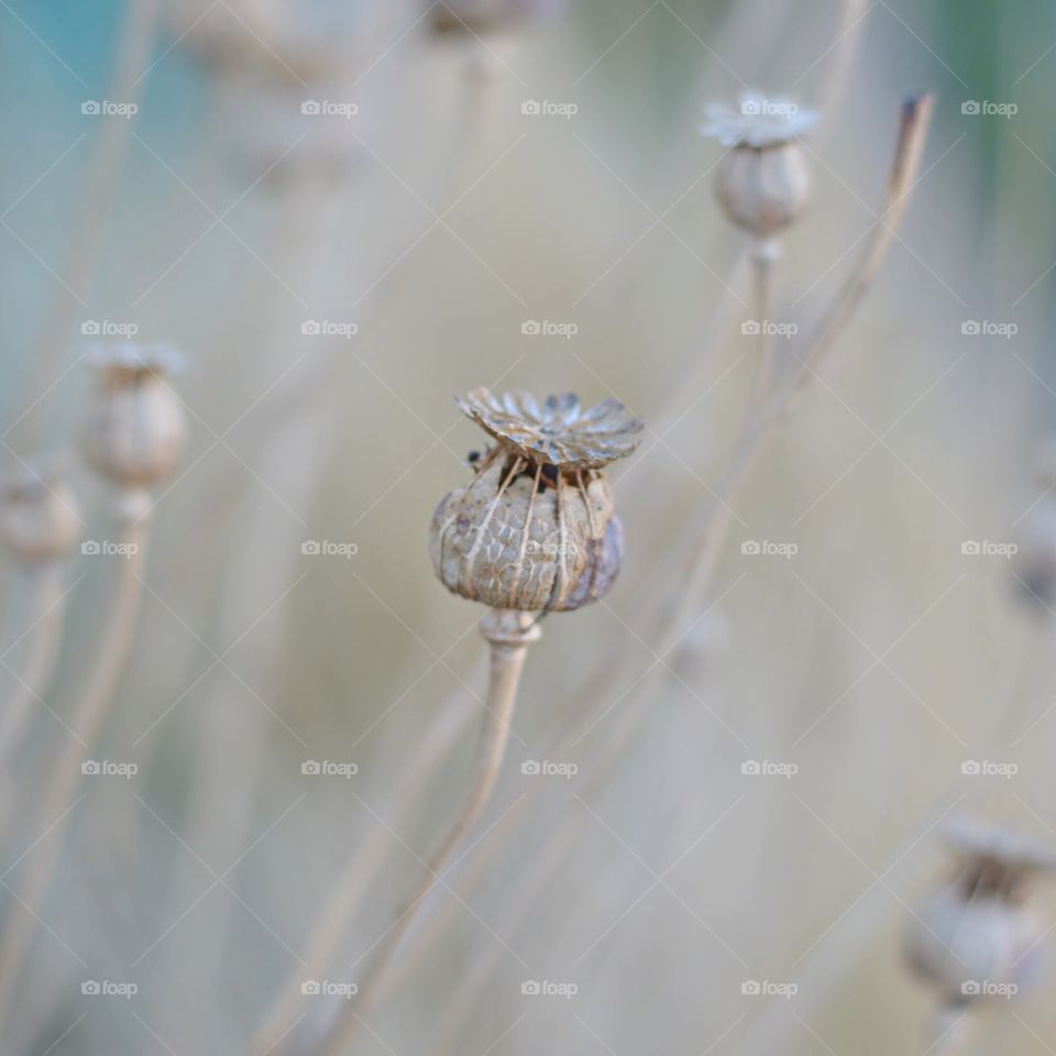 Poppy Head