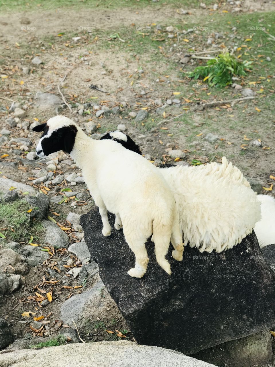 Sheep farm.