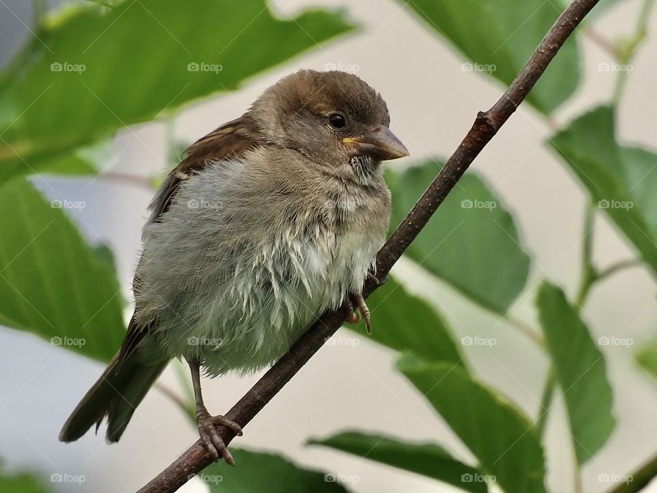 Young sparrow