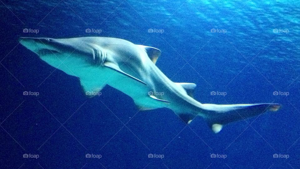 Shark. Valencia Aquarium 
