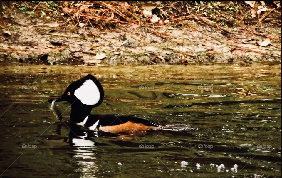 Male hooded merganser duck swimming in a pond