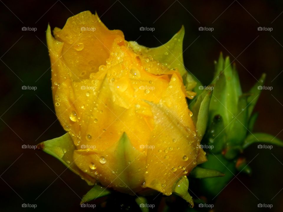 Brilliant yellow cactus flower