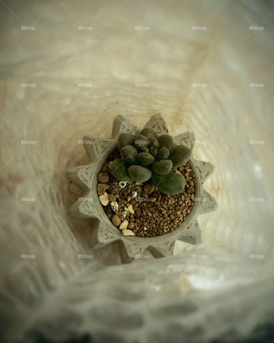 Portrait of a newly planted cactus.