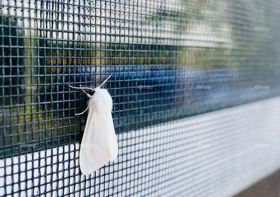 Simply moth