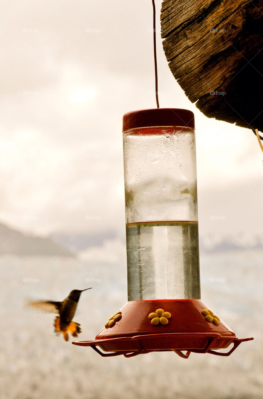 Hummingbird in Alaska