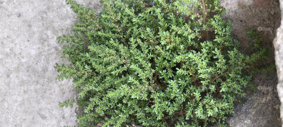 The others look at the tree.