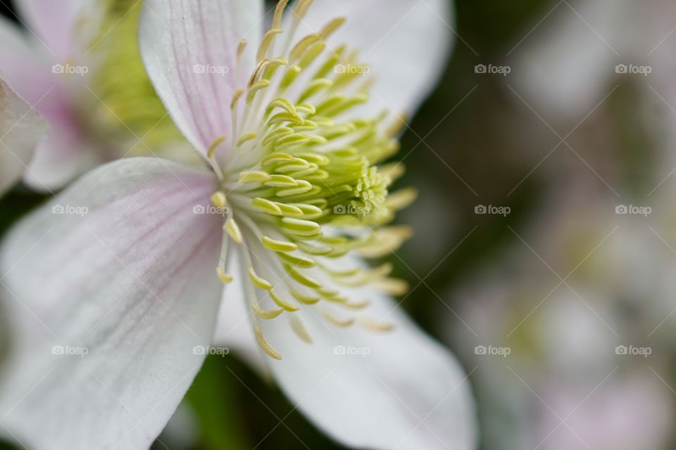 Close up of my beautiful Clematis 