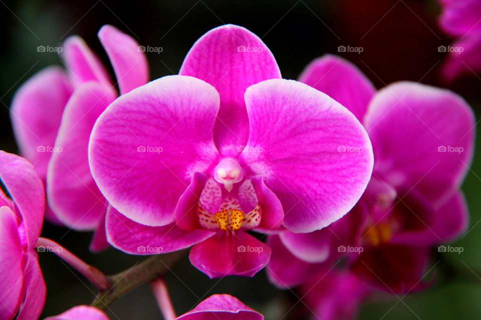 nature flower closeup purple by mathsonlee