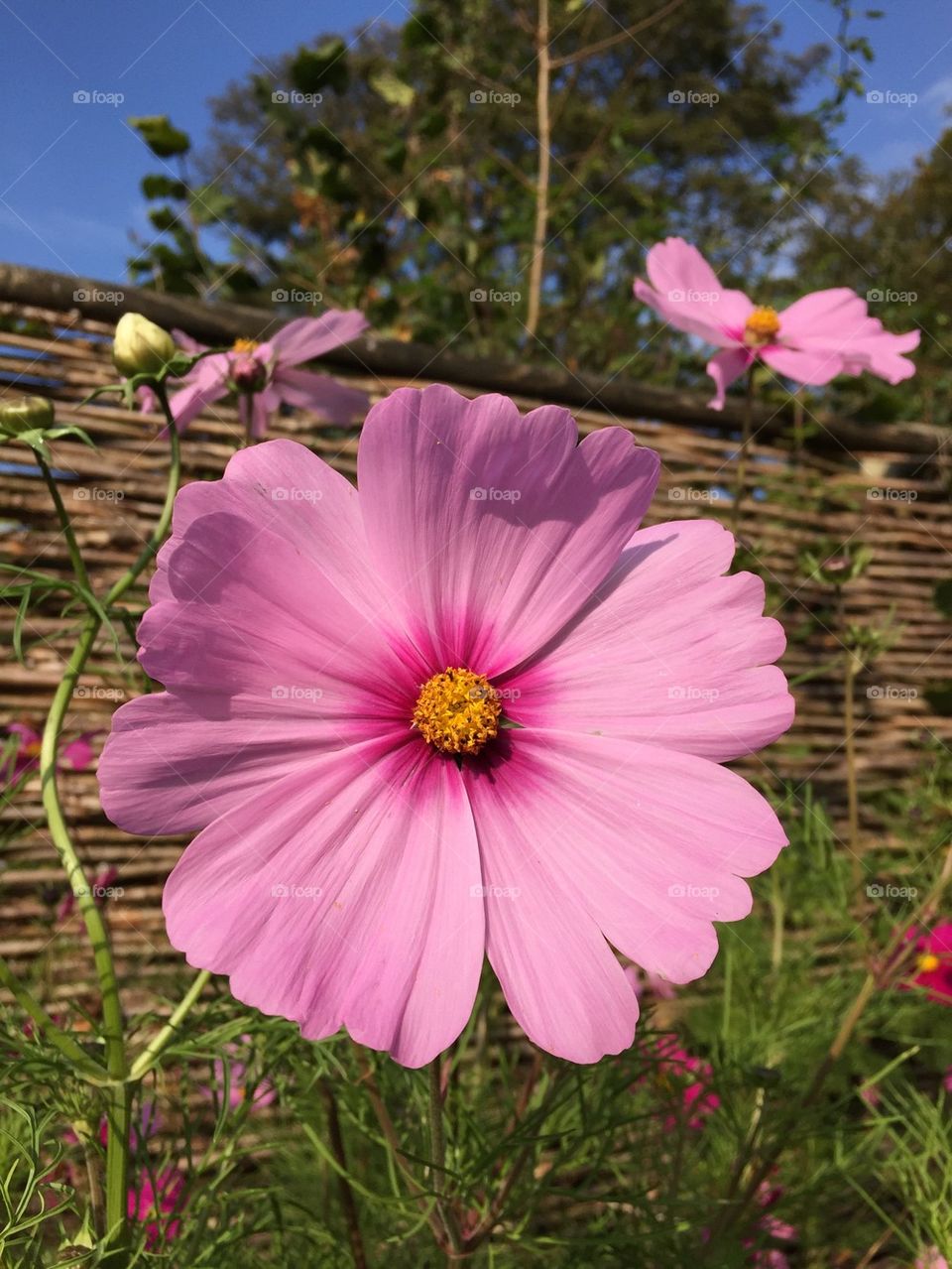 Cosmos blooming in the garden