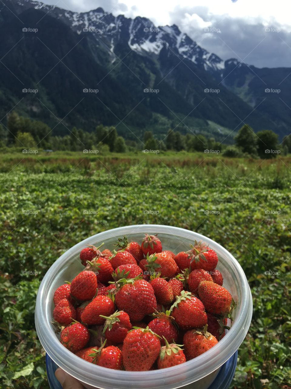 Farm to table organic strawberries 