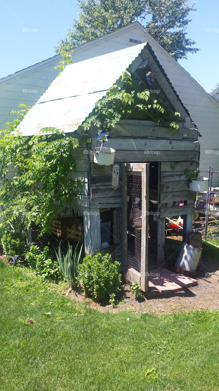Garden shed chicken coop