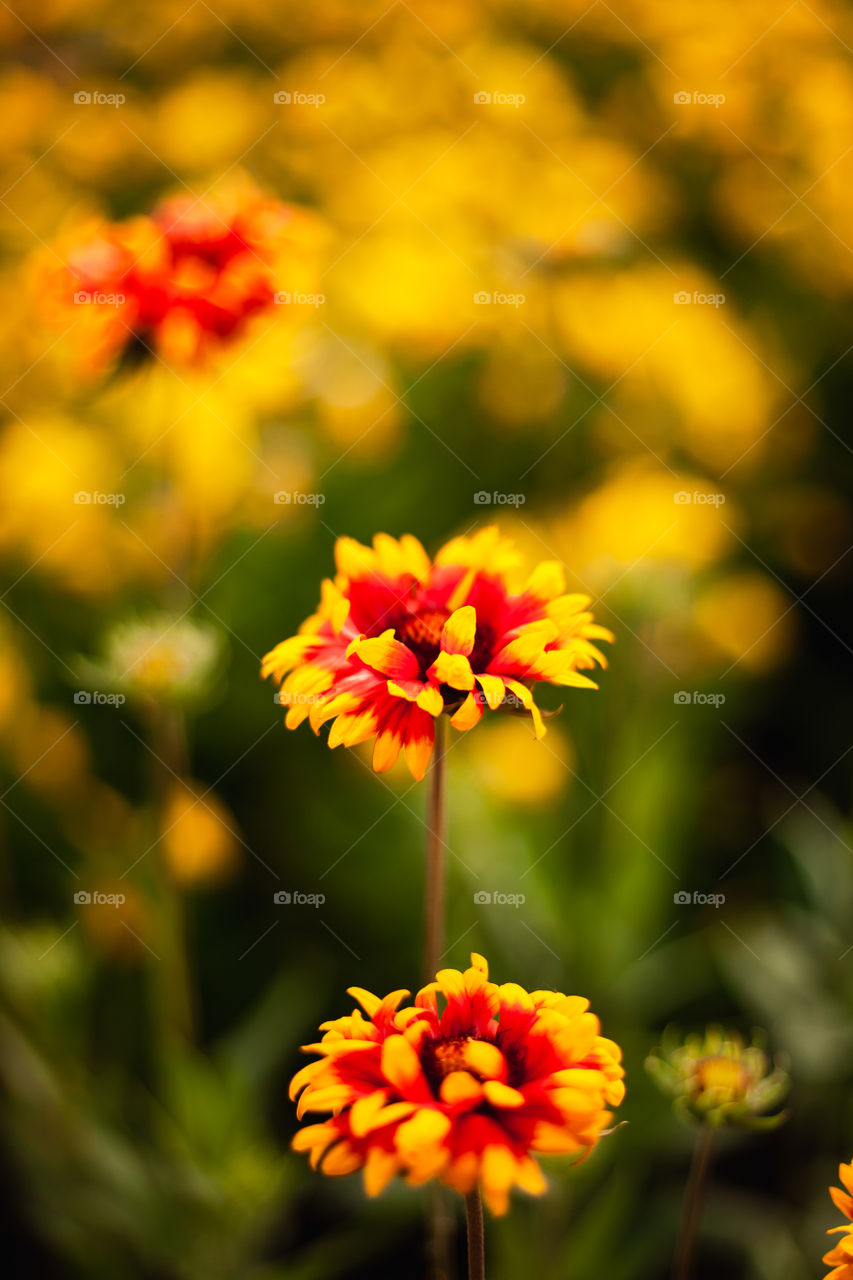 background image of flowers in golden time