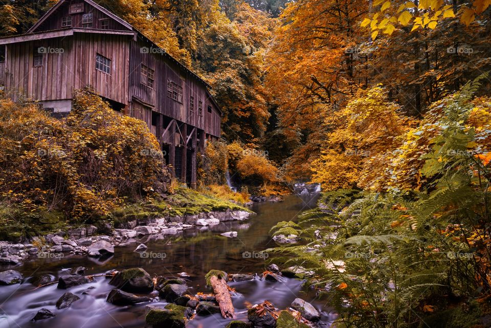 Woodland autumn scenes