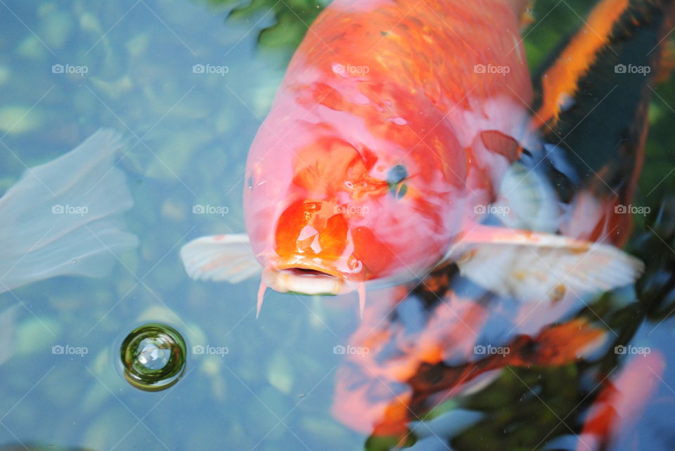 A fish in a pond