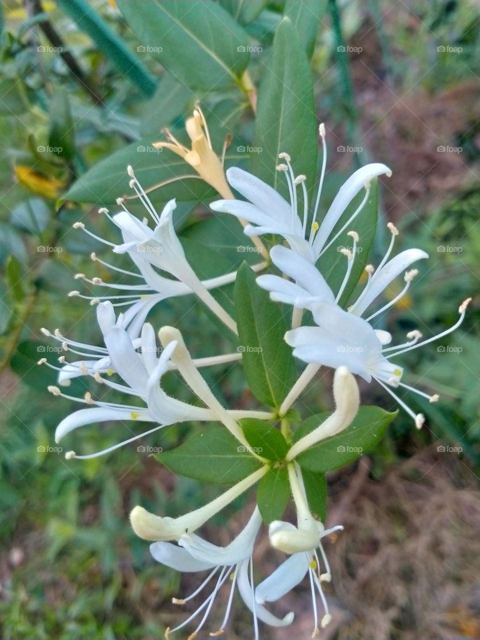beautiful natural flowers