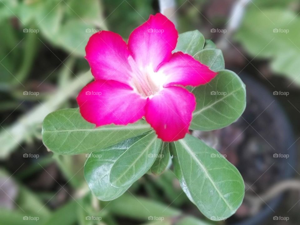 Pink araliya flower