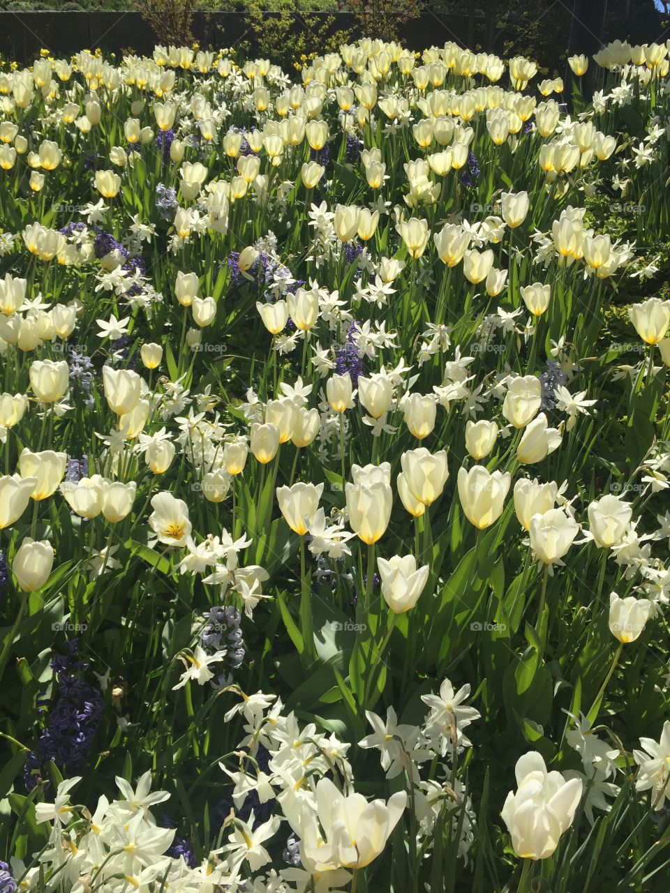 White tulips